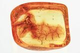 Detailed Fossil Parasitoid Wasp (Rogadinae) In Baltic Amber #357744-1